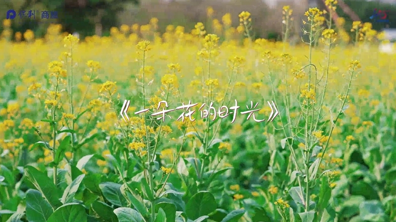 《一朵花的时光》